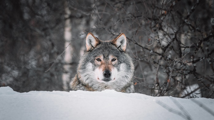 Wolf in a snowy forest
