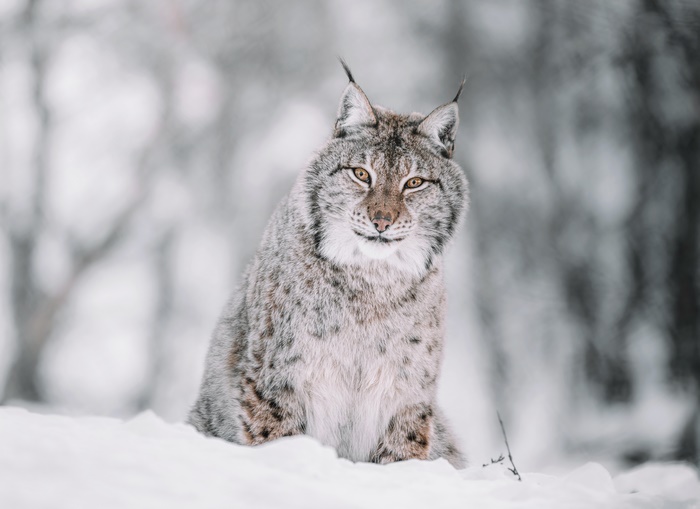 Lynx sitting in the snow