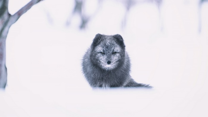 Arctic Fox in Snowy Landscape