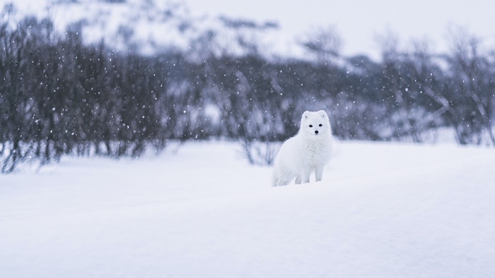 Arctic Fox in a Snowy Landscape