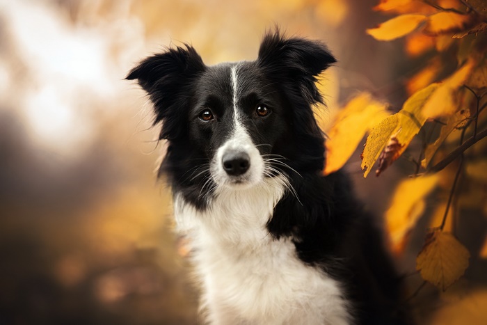 Border Collie dog in autumn leaves