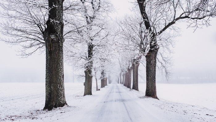 Snowy Road Lined with Frost-Covered Trees