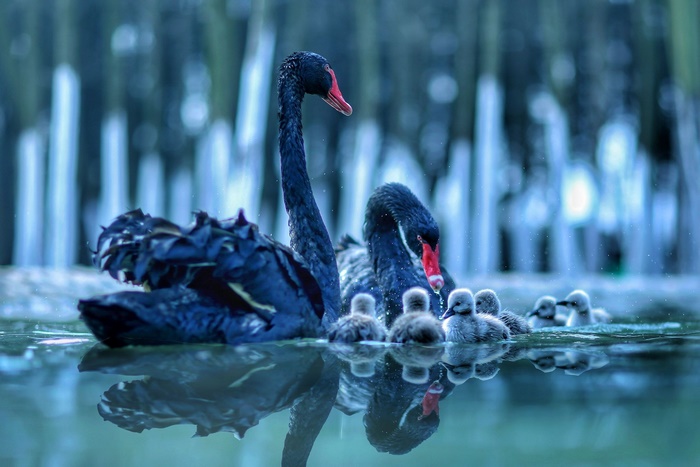 Black Swans and Cygnets Swimming in Water