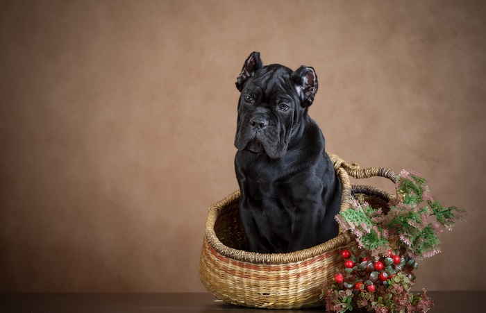Black Cane Corso puppy in a basket
