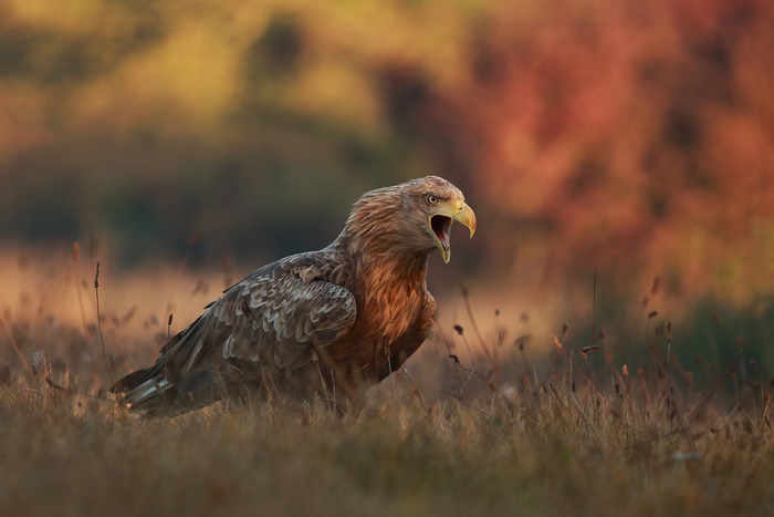 White-tailed eagle with open beak in grassy field
