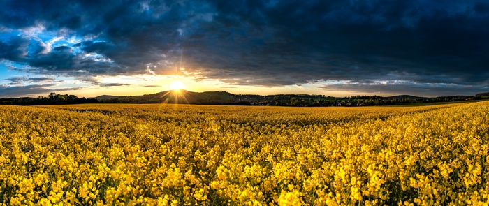 Field of Yellow Flowers at Sunrise