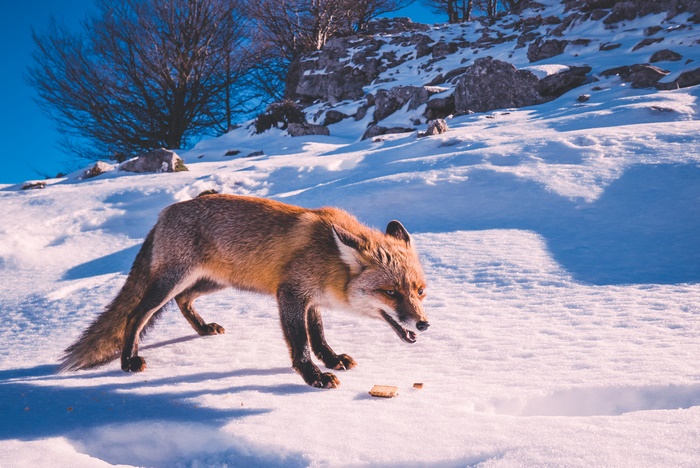 Fox in the snow