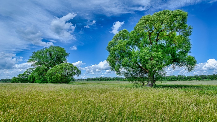 Summer landscape with trees and clouds