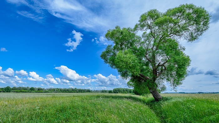 Tree in a green field under a blue sky with clouds