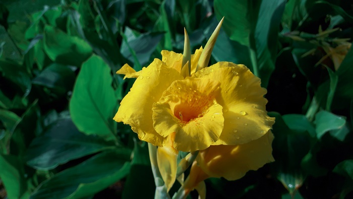 Yellow Canna Lily flower with water droplets