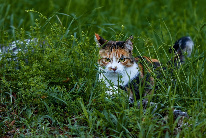 Calico cat peeking through green grass