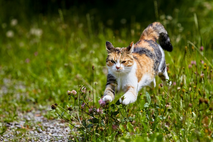 Calico cat running through grass and clover