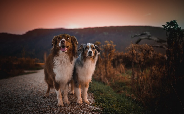 Two Australian Shepherd dogs on a path at sunset