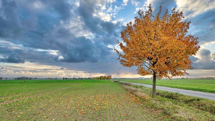 Photography Fall 4K Cloud Path Road Sky Field Tree