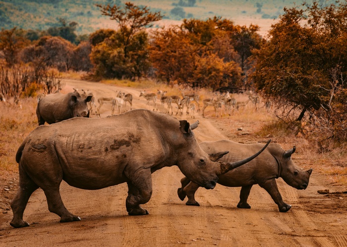 Rhinos and antelopes on a dirt road in Africa