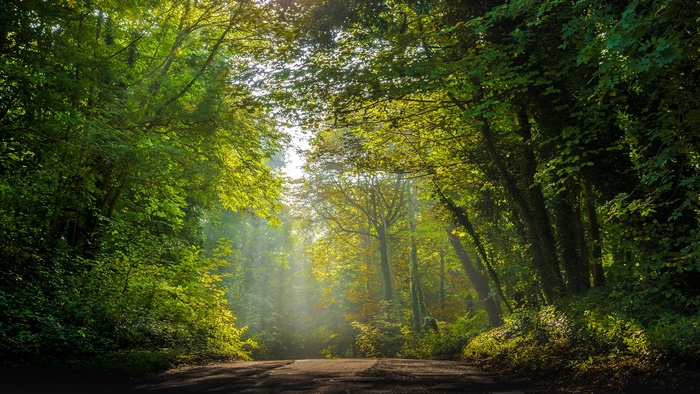 Sunlight filtering through a forest onto a road