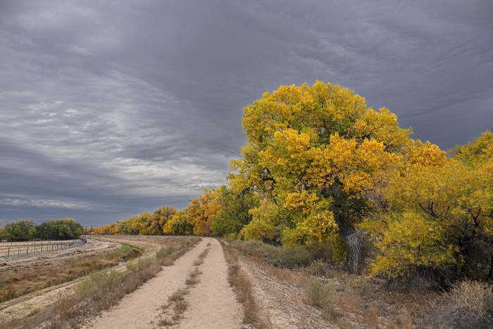 Dirt path through autumn trees under cloudy sky