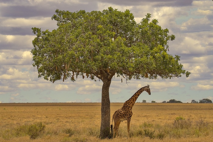 Giraffe under a tree in the African savanna