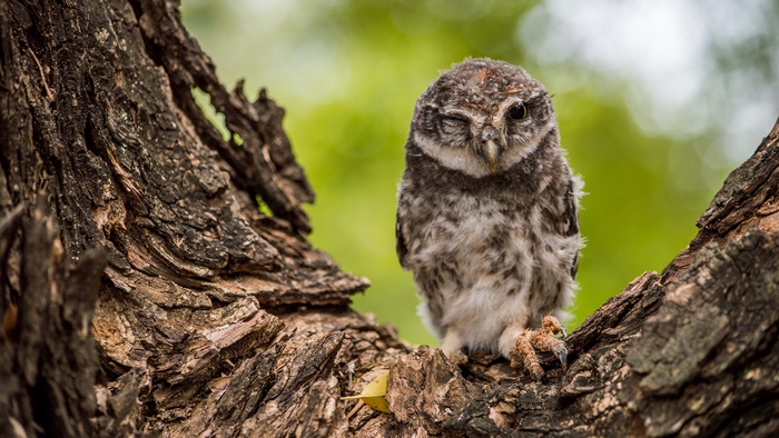 Spotted Owlet on a Tree Trunk