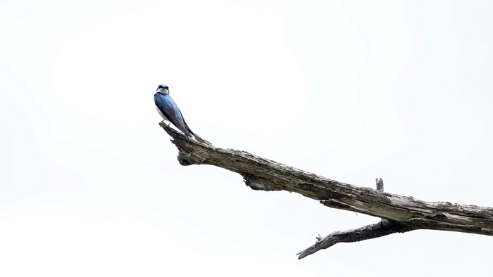 Swallow on a branch 4K