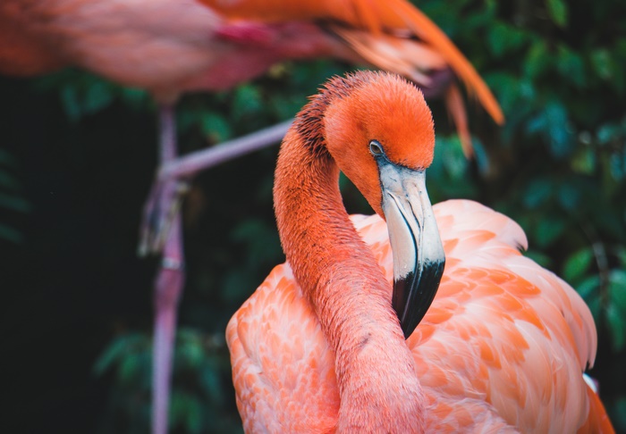 Flamingo 4K Bird