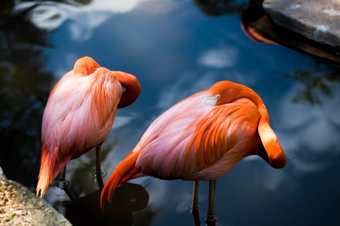 Flamingos in Water 4K