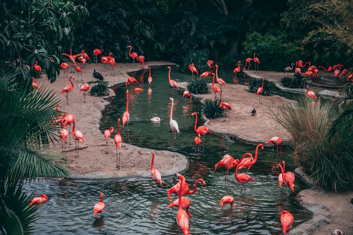 A flock of flamingos in a natural habitat