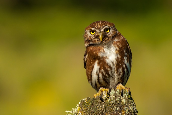 Little owl perched on a stump