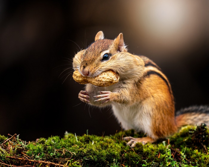 Chipmunk with Peanut in Mouth on Moss