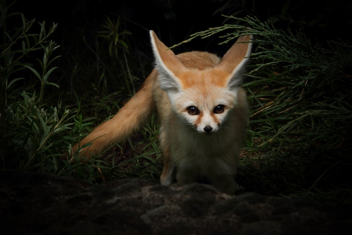 Fennec Fox 4K, Fox, Wildlife, HD Wallpaper | Rare Gallery