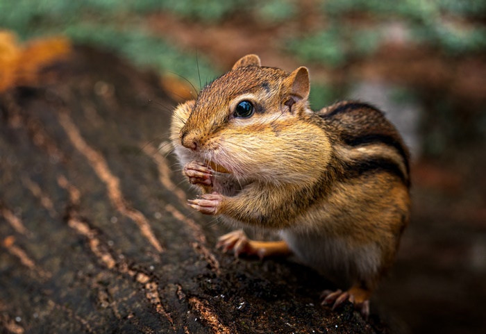 Chipmunk eating on a log