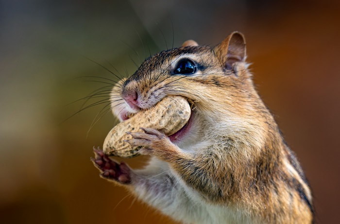 Chipmunk holding a peanut in its mouth