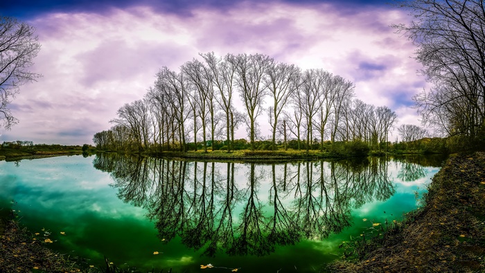 Bare Trees Reflecting in a Green River Under Purple Clouds