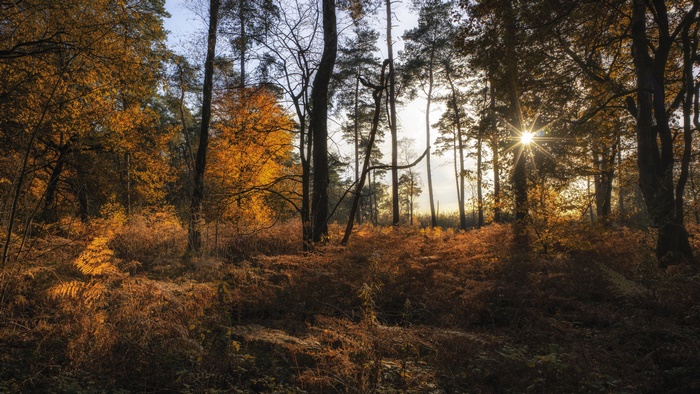 Sunbeam in Autumn Forest
