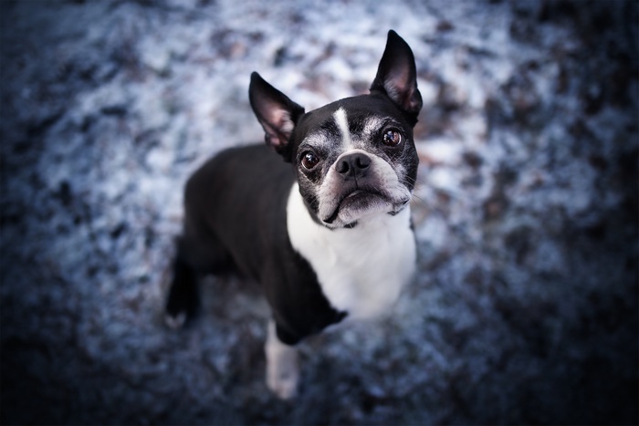 Boston Terrier looking up outdoors
