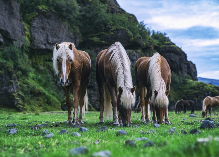Horses grazing in a rocky, green landscape