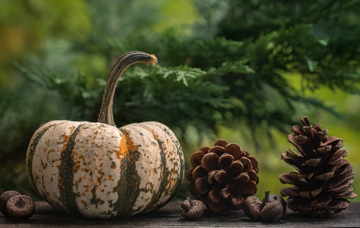 Small striped pumpkin with pine cones and acorns