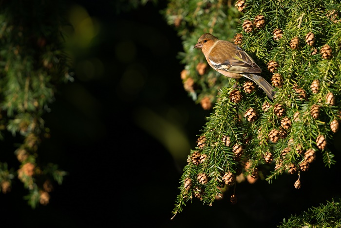 Bird on a pine cone branch