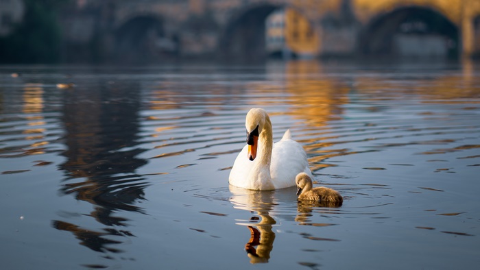 Mute Swan and Chick on Pond in