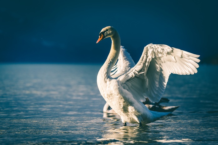 Mute Swan with Wings Spread in Pond 4K