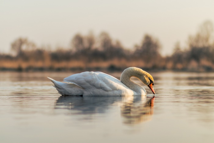 Mute Swan on a Pond with Reflection