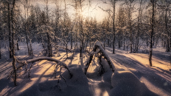 Winter Forest with Snow and Sunlight 4K