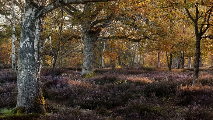 Autumn forest with birch and oak trees