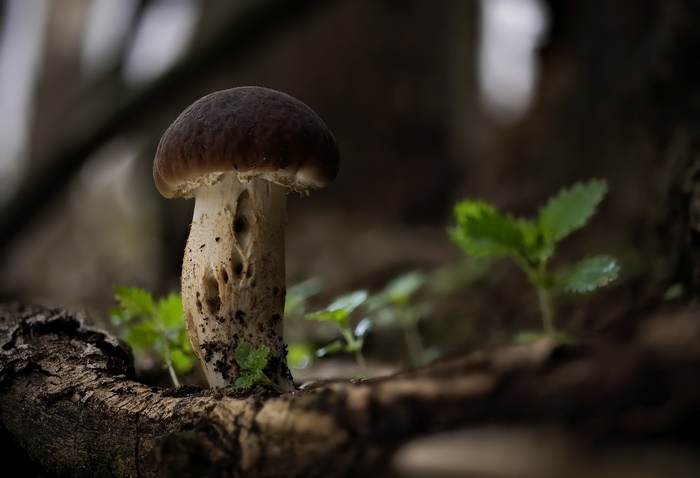 Mushroom macro photography in nature
