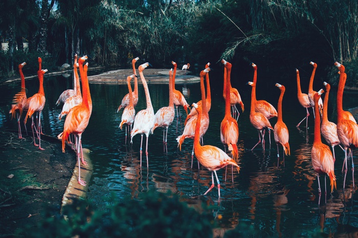 A flock of flamingos in a shallow body of water