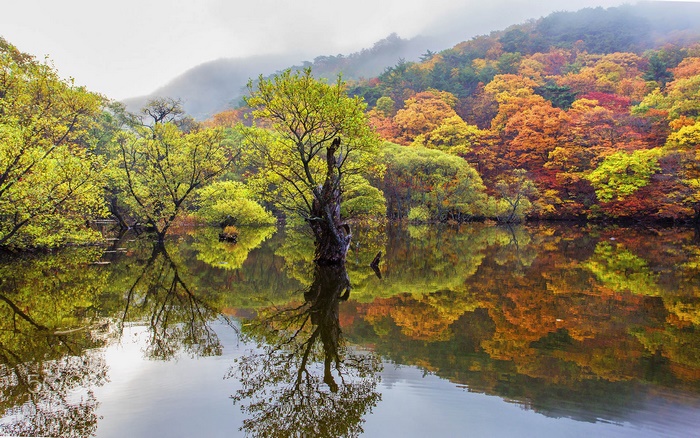 Autumn trees reflected in a lake