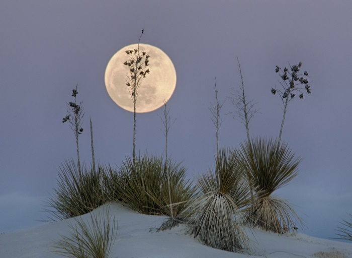 Full Moon over Yucca Plants in White Sands National Monument