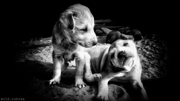 Two puppies resting on the ground