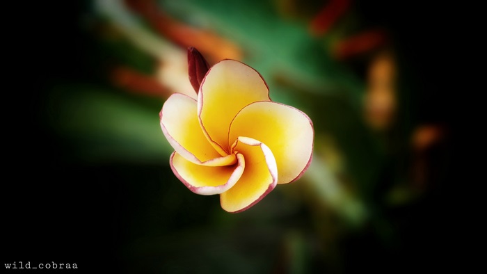 Yellow Plumeria Flower with Red Edges