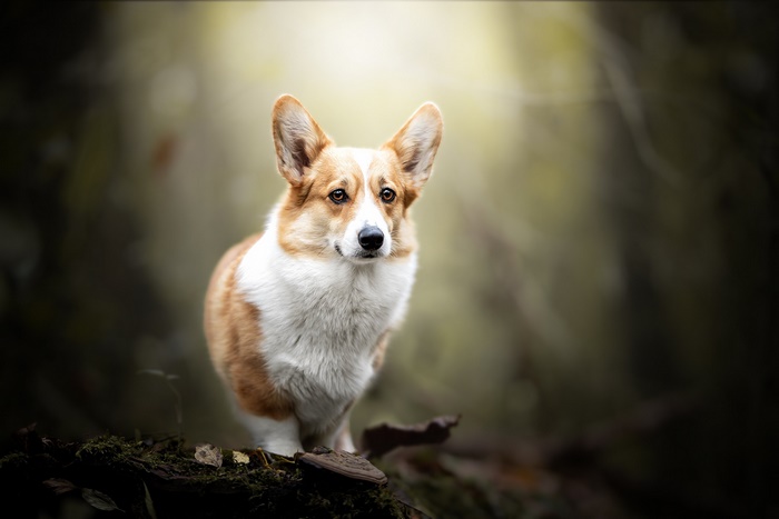 Pembroke Welsh Corgi standing on a log